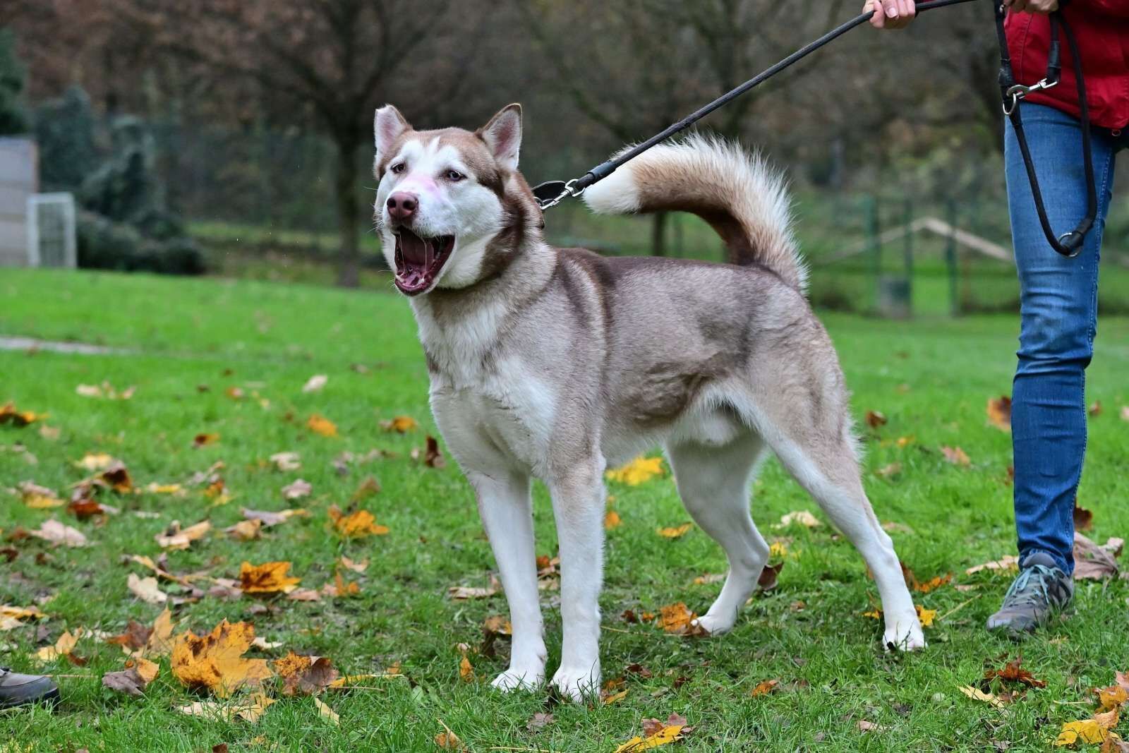 utulek 11 2025male--091